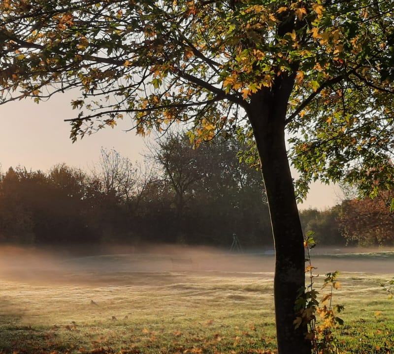 Winter Mist in the Park – Digital Photograph of a Peaceful Morning Landscape