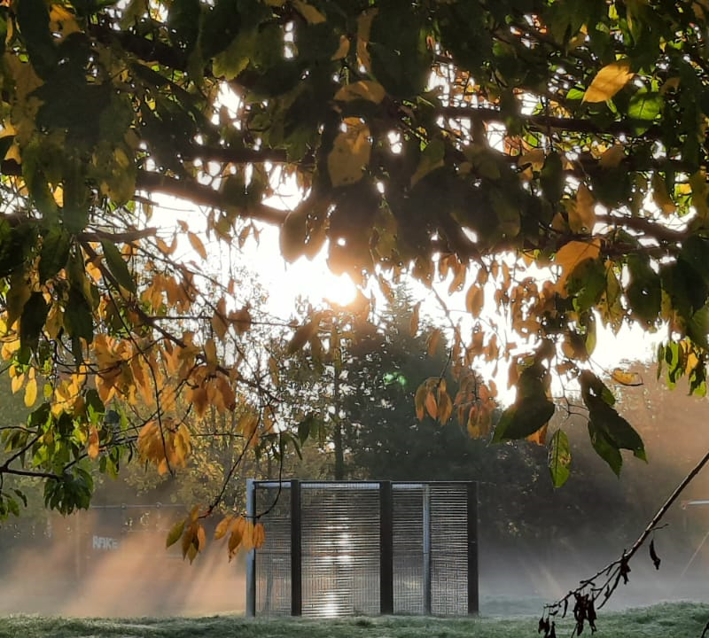 Misty Morning Radiance – Winter Sunbeams Through Frosted Trees